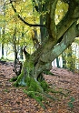 4711 Baum-SAM_0292-1-Kopie-2-Ölfarbe
